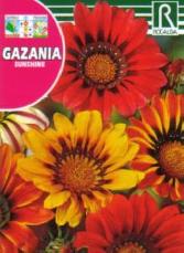 Gazania Sunshine