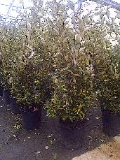 Eleagnus maculata aurea