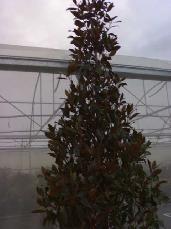 Magnolia grandiflora de flor