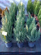 Juniperus chinensis stricta variegado