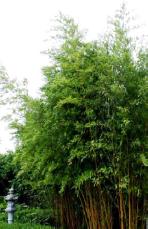 Bambú mediano